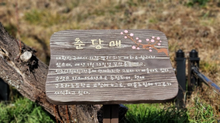  한국에서 봄에 가장 빨리 피는 꽃, 매화, 거제도의 춘당매
