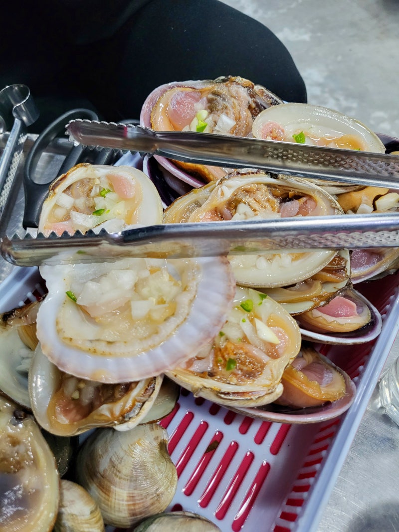 코퀴나 조개