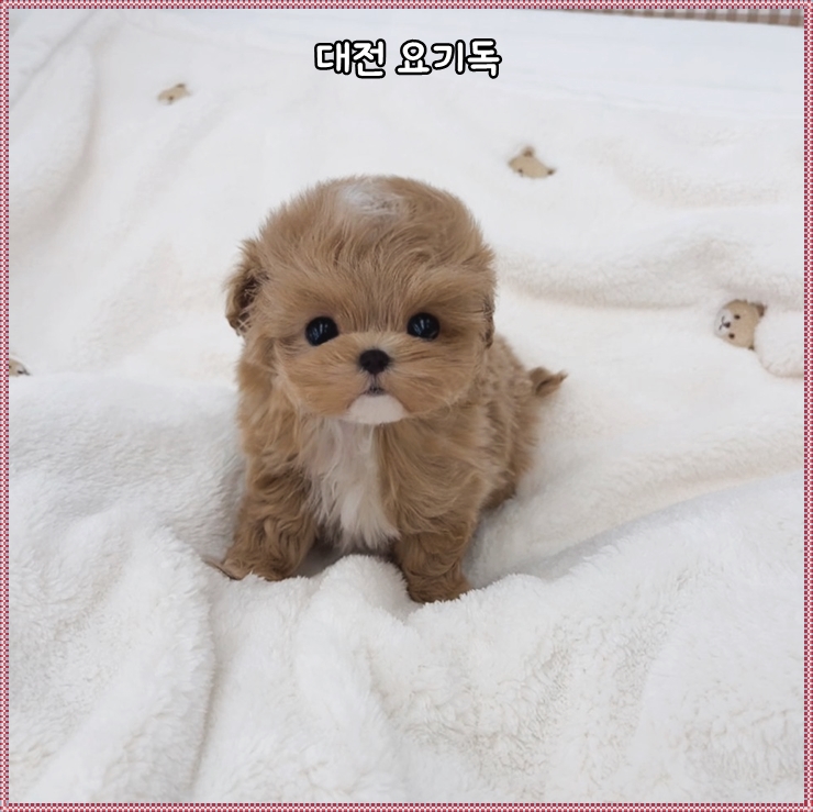  청주실버푸들분양 상담은 여기!