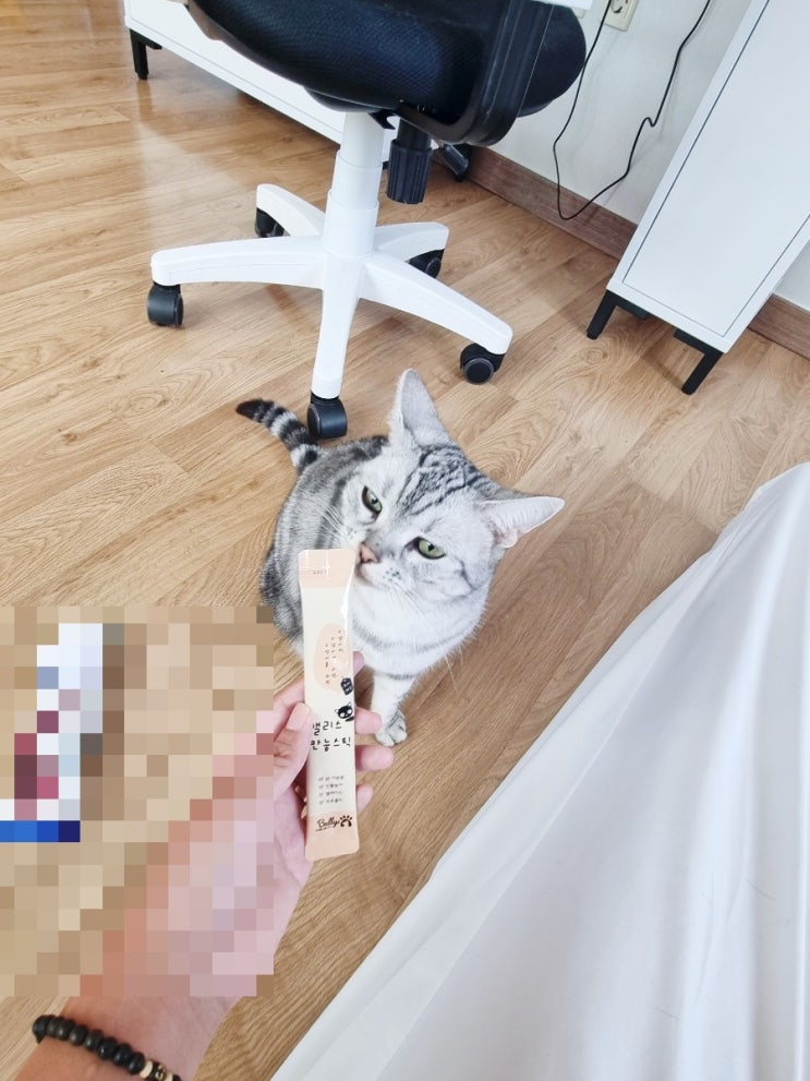  우리집 고양이 양치하기,피부약 발라주기