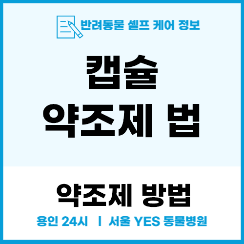 강아지캡슐 조제약 집에서 손쉽게 만드는 법 (24시 용인 분당 외과수술 전문 동물병원)