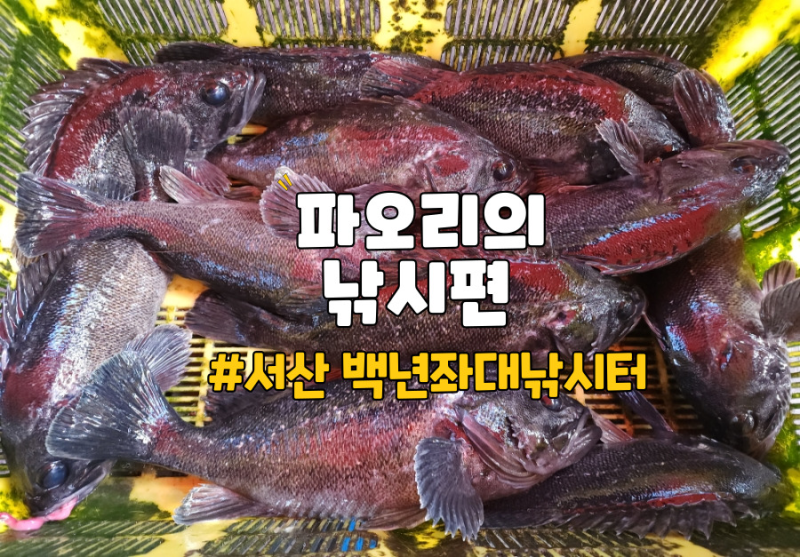 우럭이 먹고싶어 방문한 서산 삼길포항에 위치한 `백년좌대낚시터`