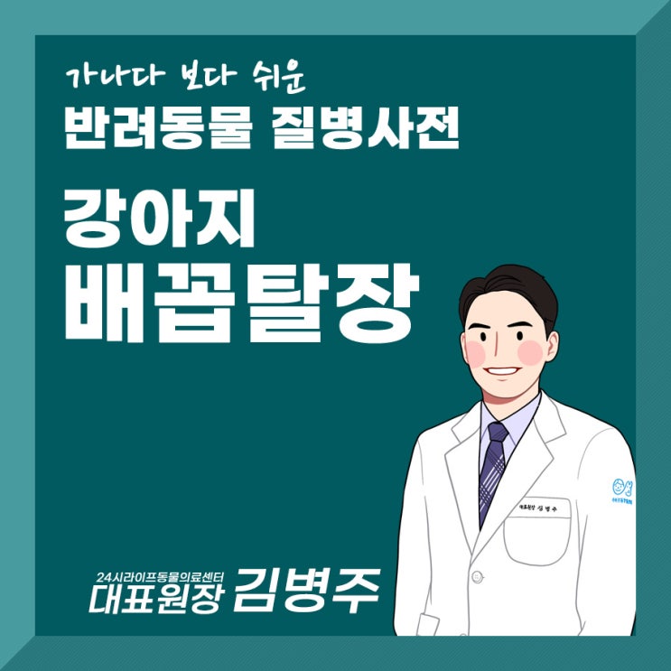 대구 강아지 배꼽탈장 수술 : 강아지 배꼽탈장 수술 꼭 해야하나요?