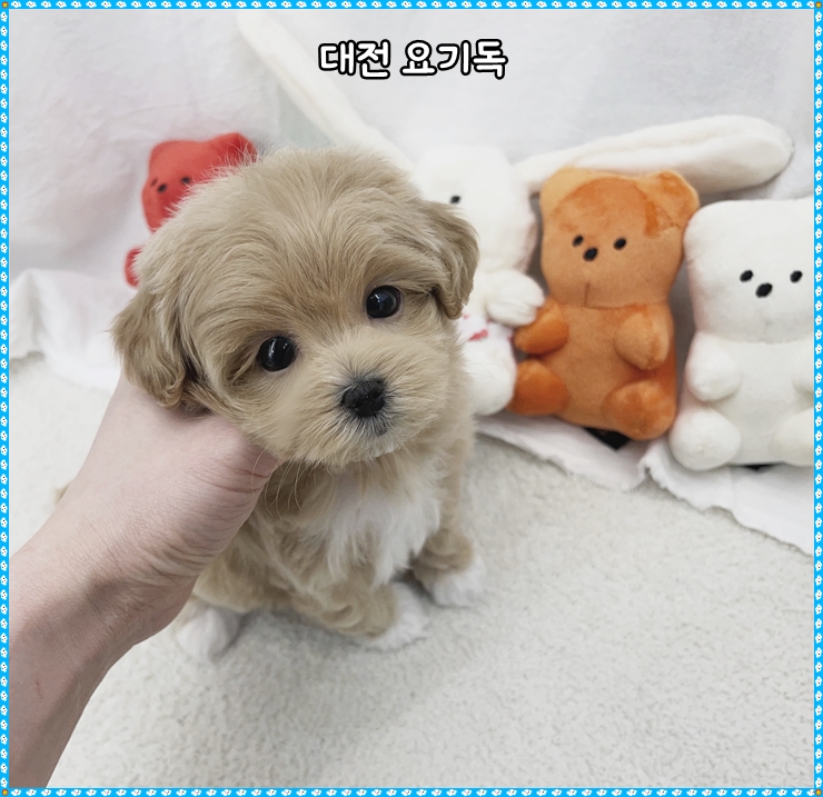  대전세이블포메분양 하루를 만났어요