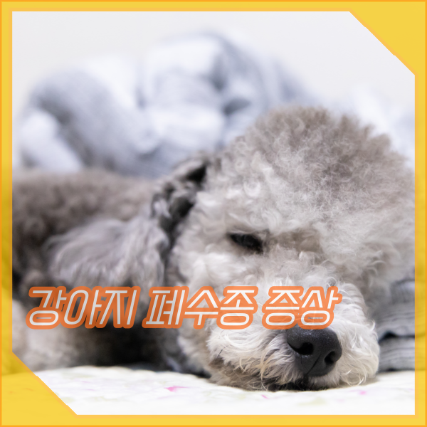  강아지 폐수종 증상, 빠른 호흡수, 기침, 호흡곤란 원인