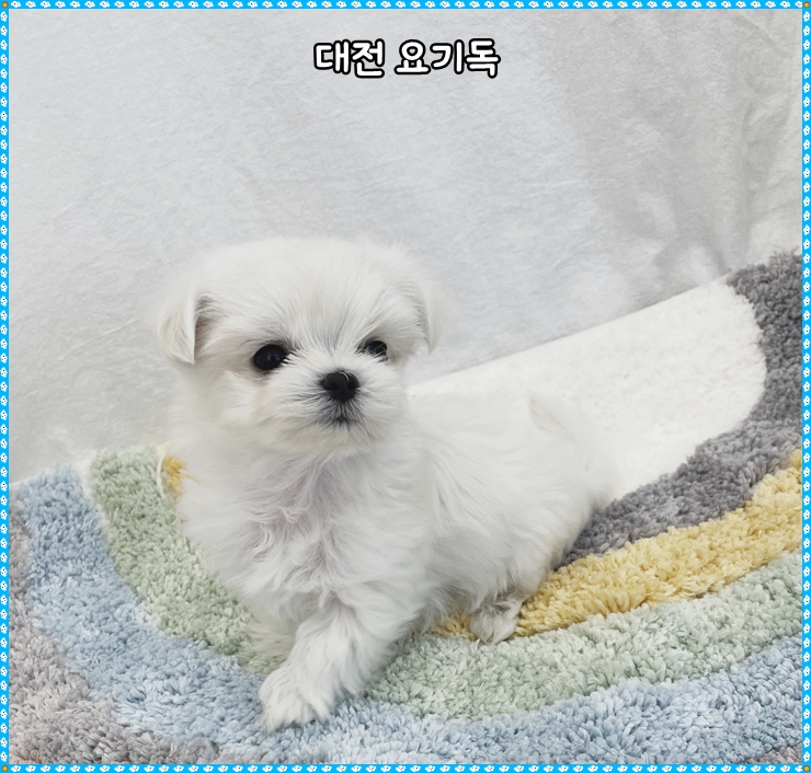 충남강아지분양 우선인 이유
