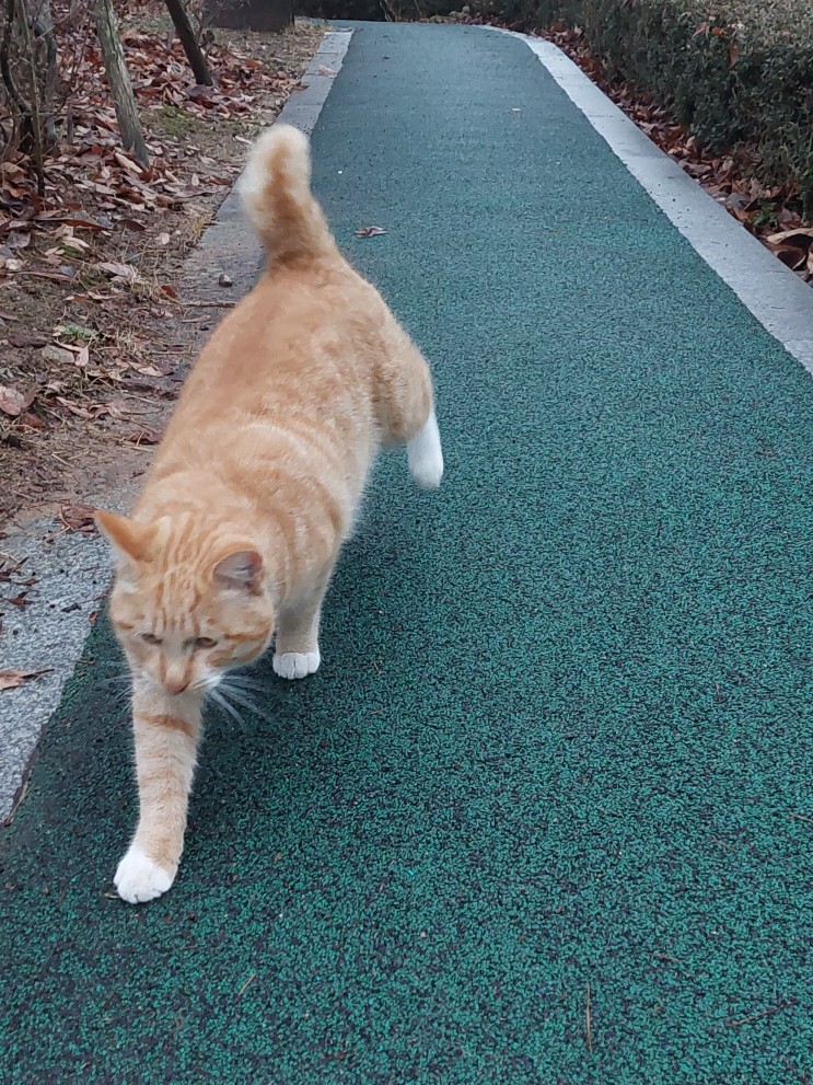 동네 공원 노리터 산책 나오신 고양이. 사람 앞. 한 바쿠 돌며 똥꾸녕 보여주믄 집 고양이군. 판단 허세요 옥히?
