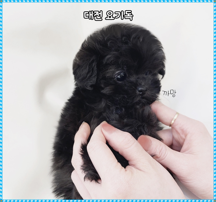  대전프렌치불독분양 안전 했어요