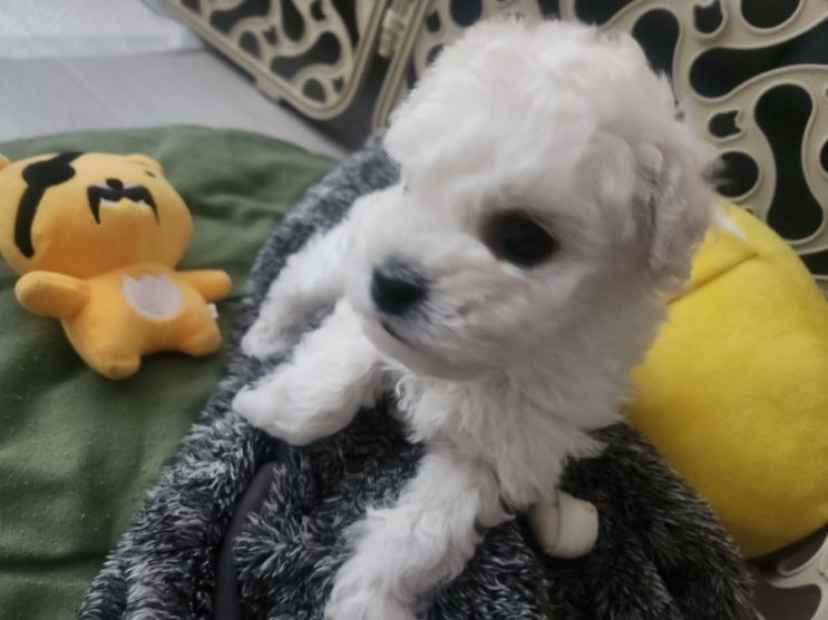  밀양강아지분양 달링하이밀양점 강아지 우리 새 식구 분양받았어요