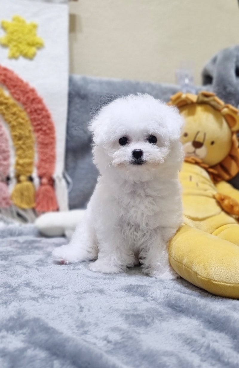 시흥 강아지 분양으로 얻은 정보
