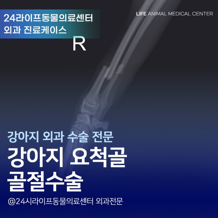 대구 요척골골절수술 : 강아지 앞다리가 부러졌어요! 대구24시동물병원 응급진료 대구 요척골골절수술 : 강아지 앞다리가 부러졌어요! 대구24시동물병원 응급진료