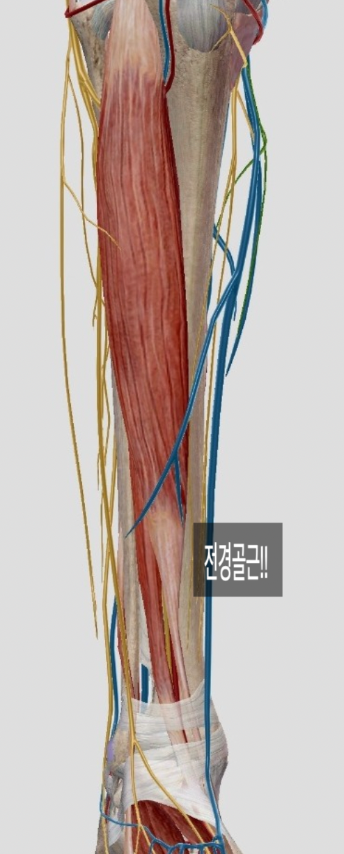 전경골근(tibialis anterior. m)해부학 발목통증, 마사지 스트레칭!!