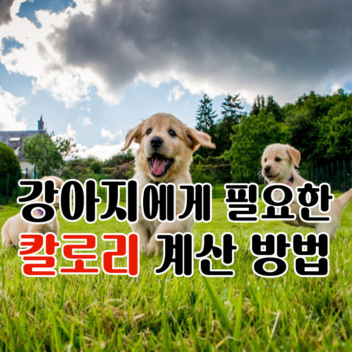  강아지에게 필요한 칼로리 계산 방법