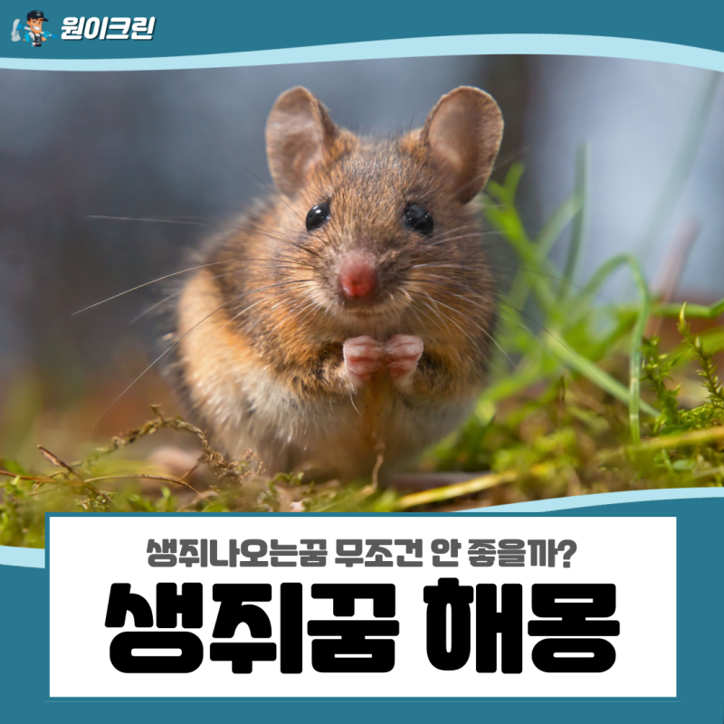 생쥐꿈 해몽, 생쥐나오는꿈 무조건 안 좋을까?