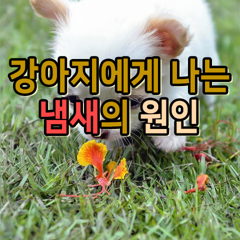  강아지에게 나는 냄새의 원인