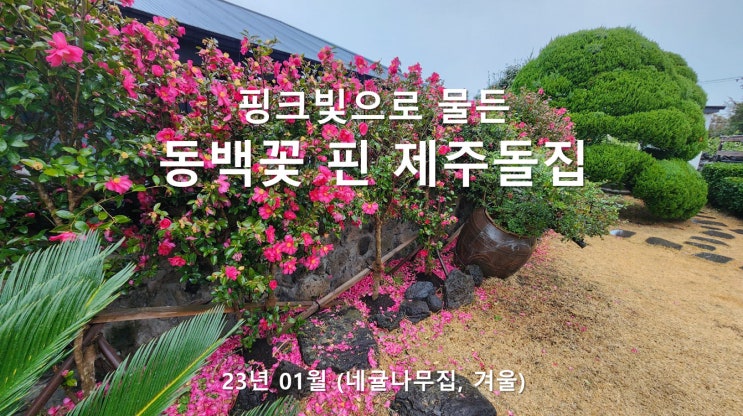 동백꽃 핀 제주도 한달살기 독채 숙소 (겨울 2주살기, 제주 돌집 보름살기)