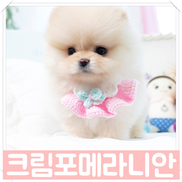  송파강아지분양 크림 포메라니안 전문점~!!