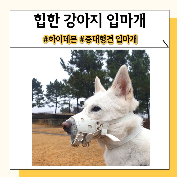 대형견 입마개 하나의 패션 아이템 같은 하이데몬 추천 대형견 입마개 하나의 패션 아이템 같은 하이데몬 추천