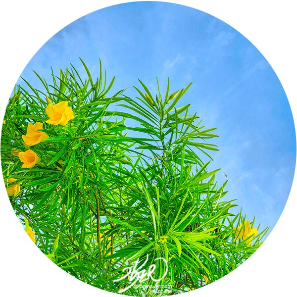 세부 여행 경비 총정리 세부 여행 경비 총정리