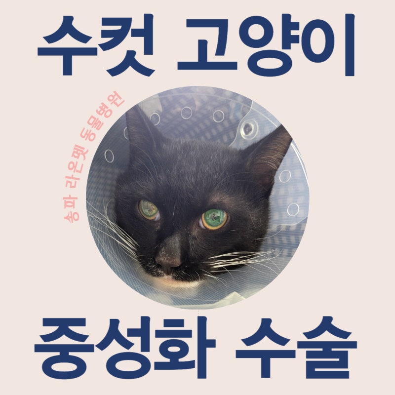 고양이 중성화 | 비용부터 수술 후 관리까지 [송파구 동물병원]