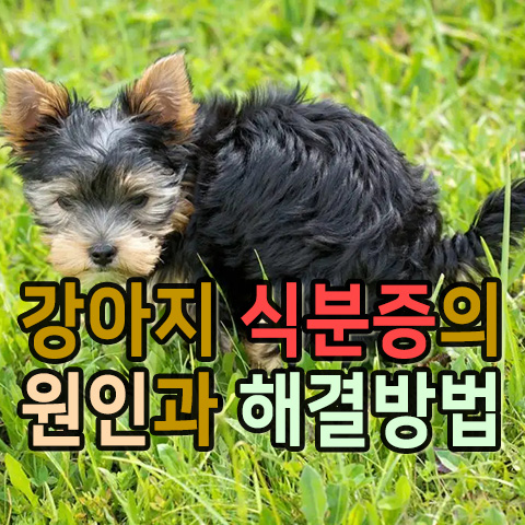  강아지 식분증의 원인과 해결 방법