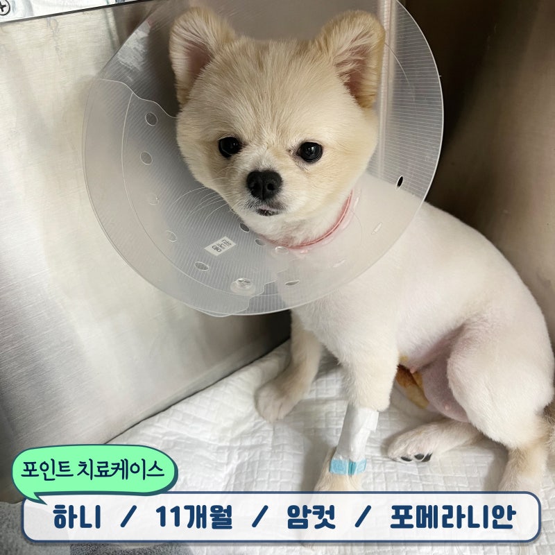 포메라니안 암컷 강아지 중성화 수술 후기 부평 동물병원