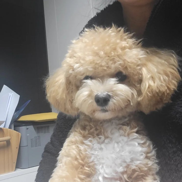  루시 적응기