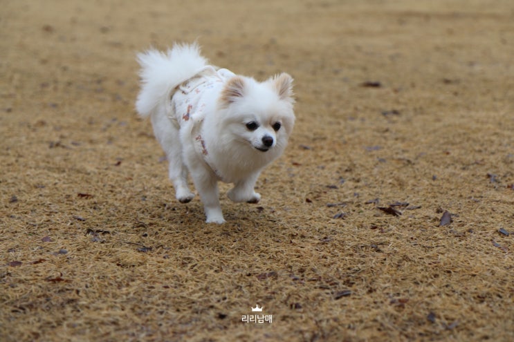  애견 동반 강아지 캠핑 , 반려견과 운치 있는 우중캠