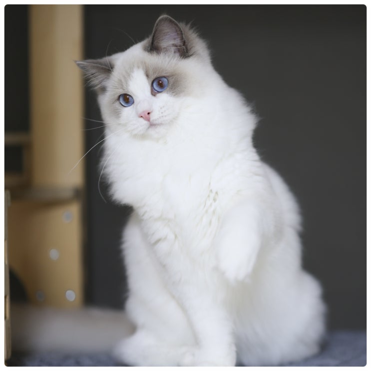  랙돌 블루바이 엘라의 성격과 특징 고양이 성장 과정