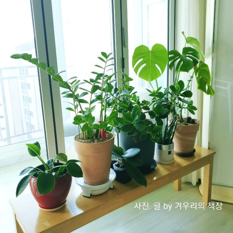  식물테라피 집사놀이 겨울철 반려식물 키우기 플랜테리어