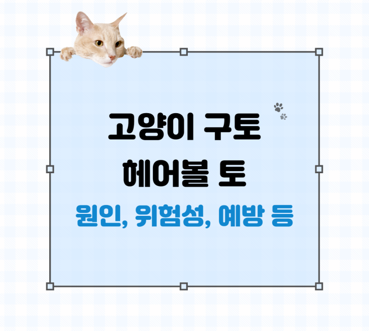 고양이 <b>구토</b> 헤어볼 토 원인, 위험성 및 예방하기