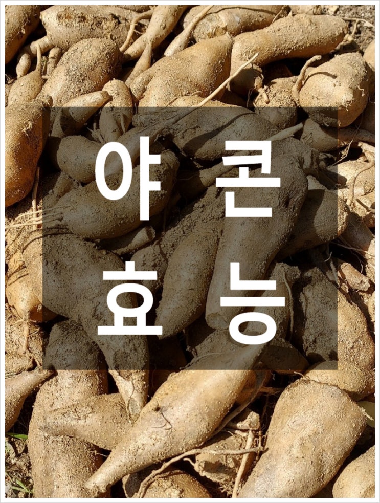  뼈건강에 좋은 음식 야콘즙 효능 및 부작용