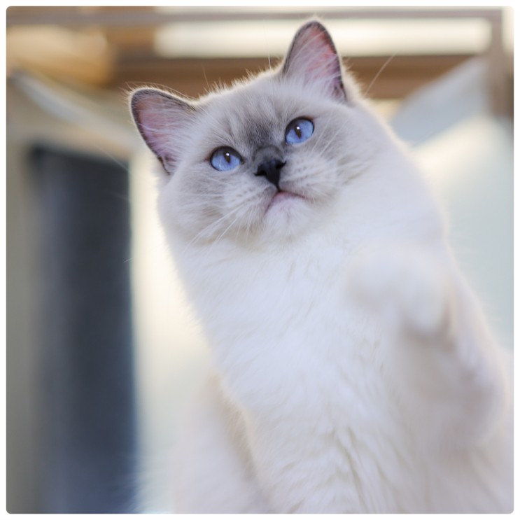 랙돌 종류, 미티드 바이컬러 패턴과 씰 블루 고양이 색상에 대해