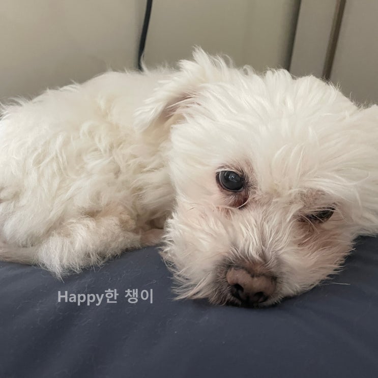  [1월 3주차] 우리 해피 견생 첫 엑스레이