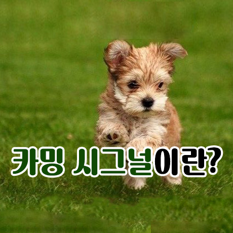  갑자기 강아지가 내 코를 핥는 이유는? (카밍 시그널)