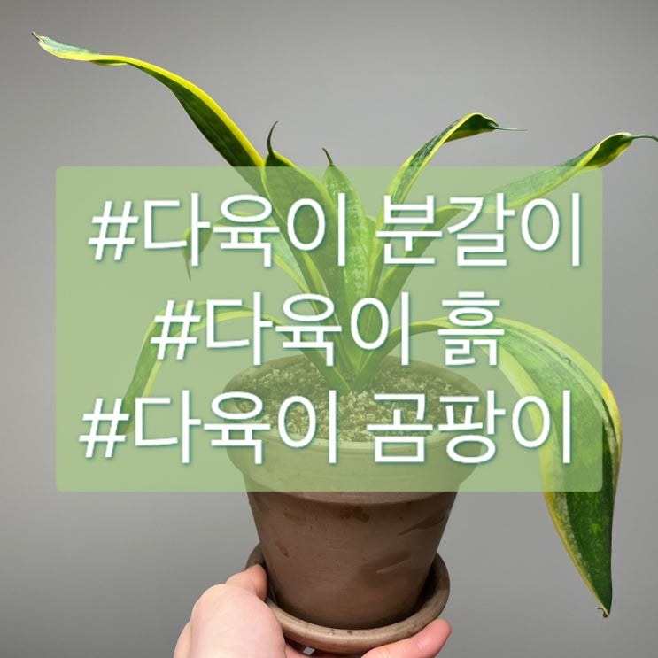  다육이 흙 뭉침 발생했다면 다이소 흙으로 분갈이하기 : 꿀팁