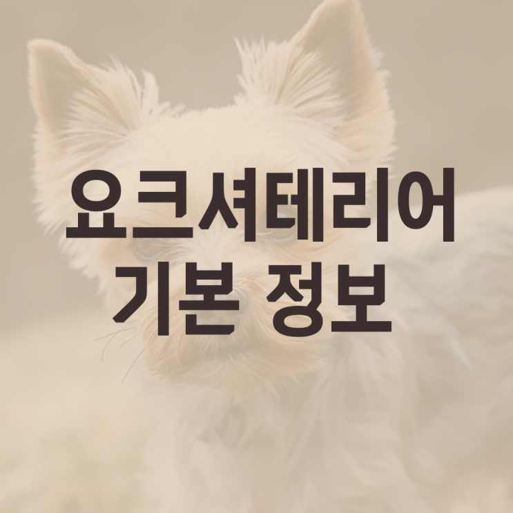  요크셔테리어 기본정보, 성격은? 분양 가격, 함께찾은품종