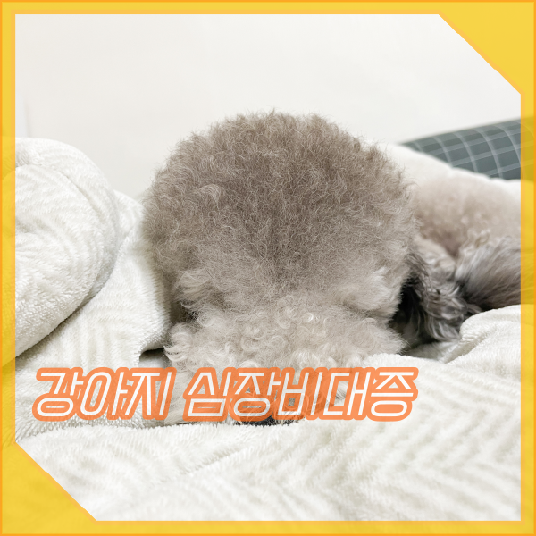  강아지 심장비대증, 심장병 주요 증상, 기침, 숨가쁨!