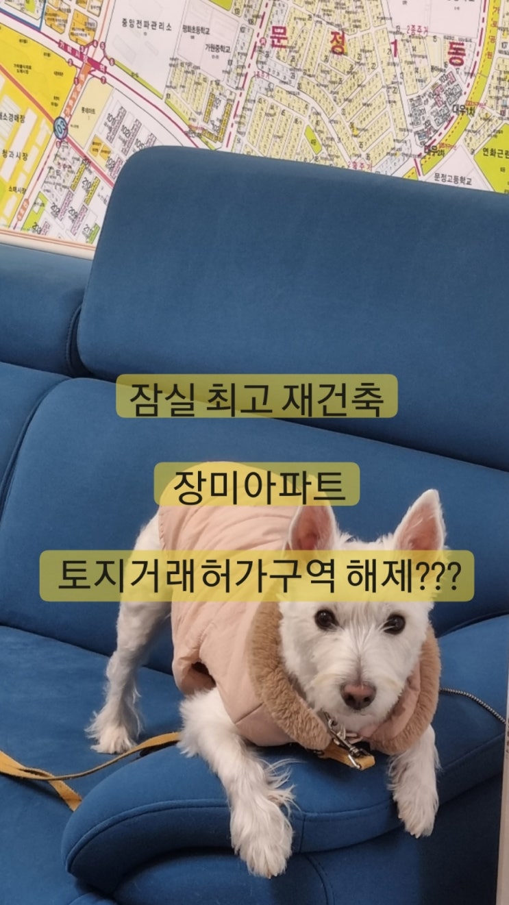 22년 매매 딱 두건! 잠실 장미아파트 토지거래허가 재지정될까? #잠실장미아파트재건축