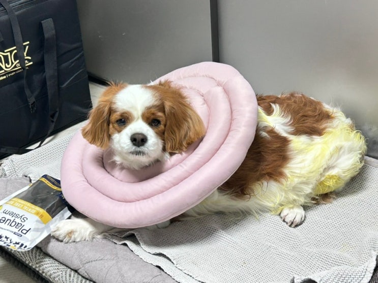  강아지 피부병 일주일 경과 후기 및 스프레이 추가