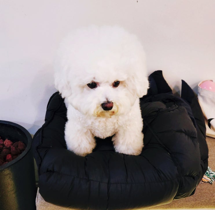 소형견 강아지 비숑프리제 성격 털빠짐 비숑 귀툭튀 소형견 강아지 비숑프리제 성격 털빠짐 비숑 귀툭튀