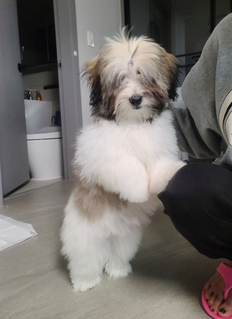꼬동,꼬똥 드 툴레아 특징,성격,털빠짐 등 키울때 알아둘 팁! : 네이버 블로그