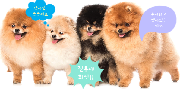  작지만 똑똑한 강아지 포메에 지능, 성격, 생김새에 대해 알아보자