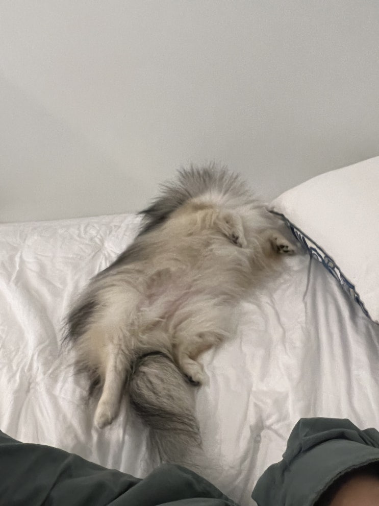  꾸꾸랑 안면도 펜션 놀러간 저녁
