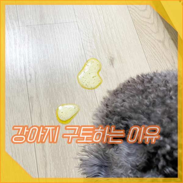  강아지 하얀 거품토, 노란토 원인, 구토하는 이유