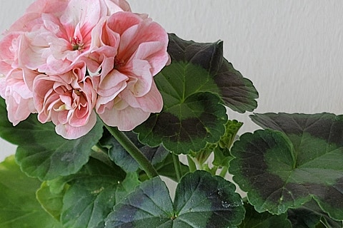 오늘은별 이미지