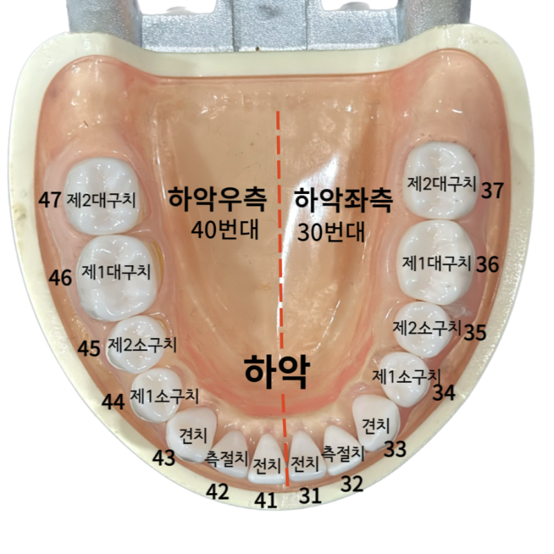 치아번호_ 치과에서 부르는 영구치 이름 , 유치번호 : 네이버 블로그