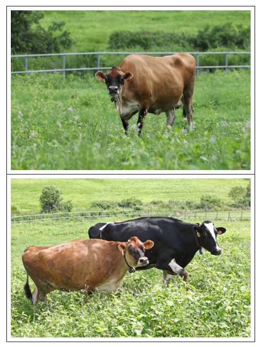 갈색 젖소 ‘저지종’ 본격 도입, 고부가가치 유가공품 생산으로 낙농 경쟁력 강화