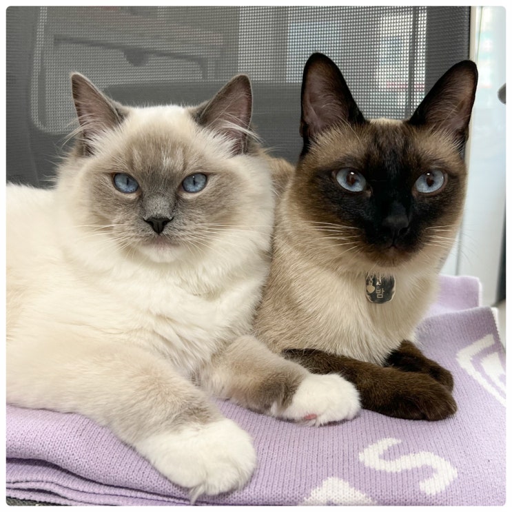  샴고양이 vs 랙돌 비교, 품종묘 성격 색상 종류 외모 크기 기본정보