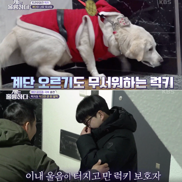  [개는 훌륭하다] 역대급 따뜻+감동 사연: 계단 트라우마 극복한 유기견 럭키(눈물주의)